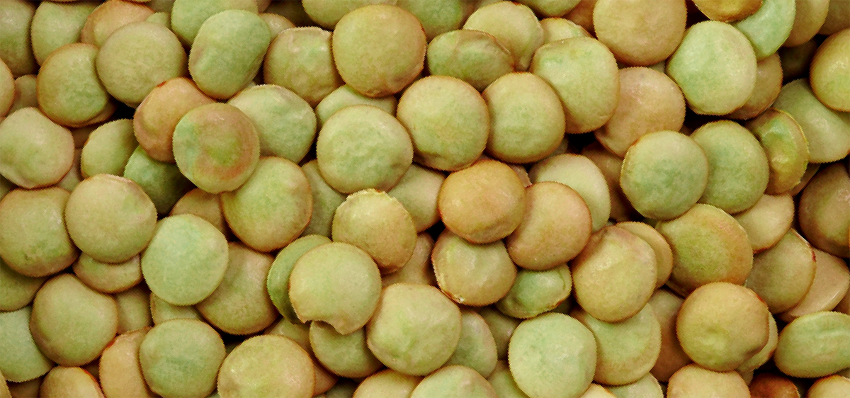 Green Lentils