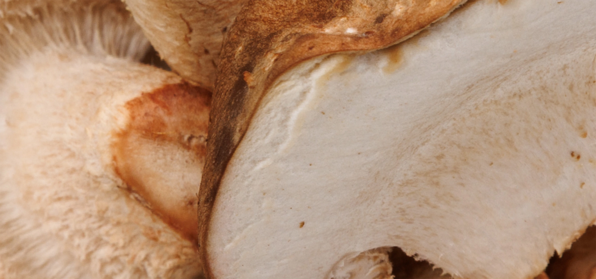 Shiitake Mushrooms