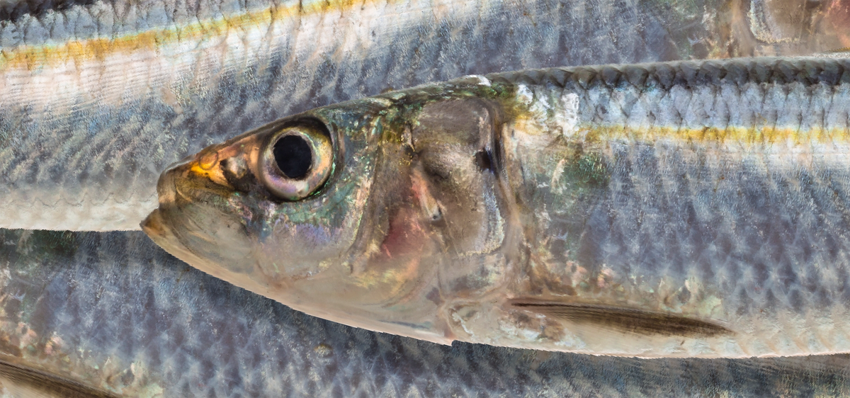 Sardine