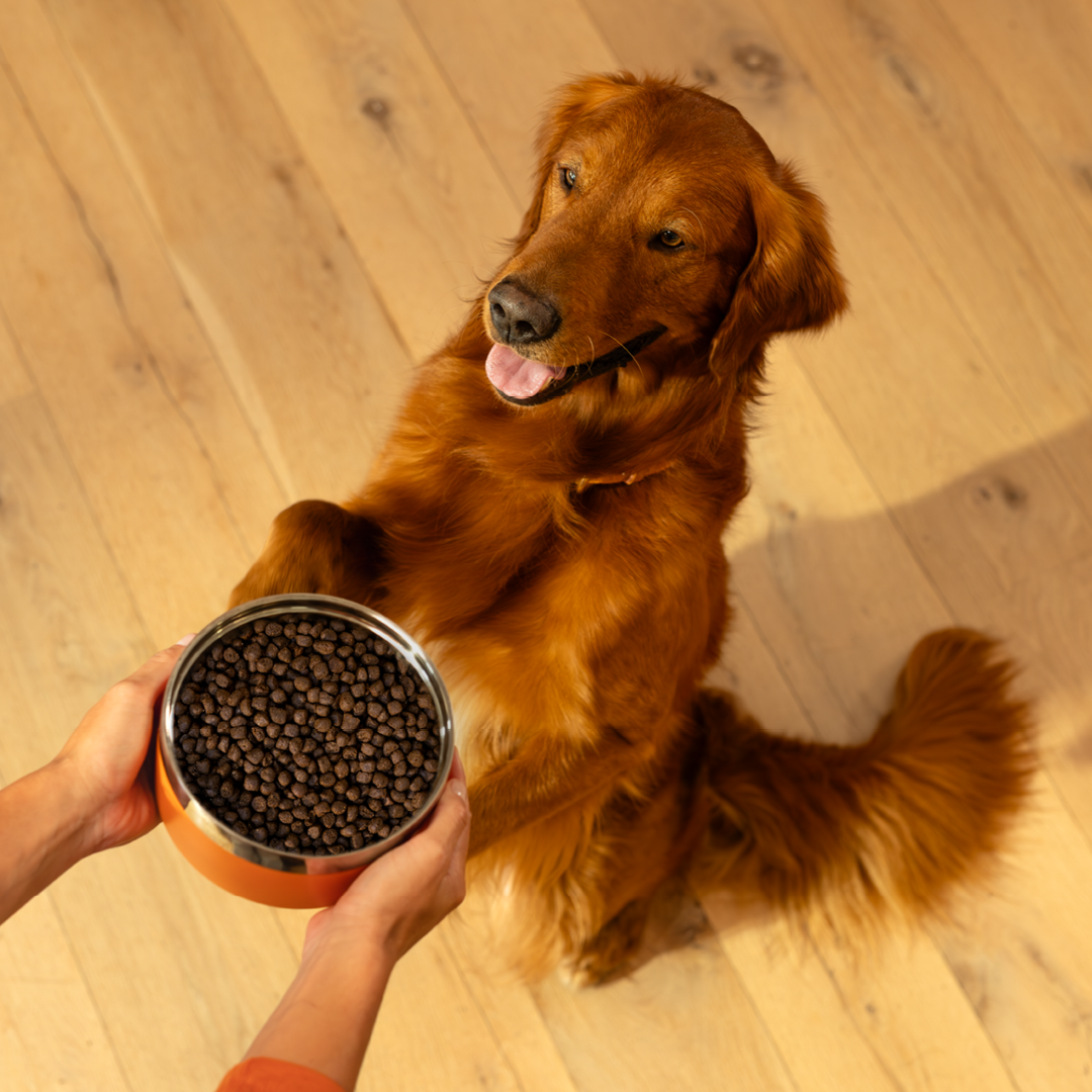 Uncover your kibble: 5 things to look for in your dog’s food