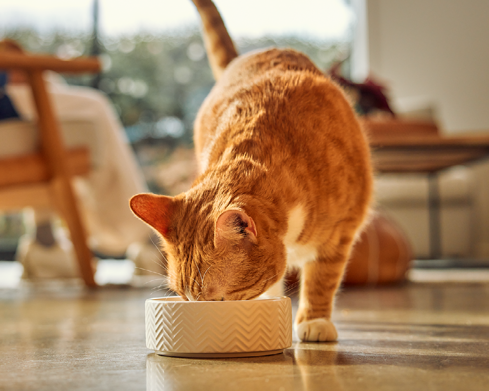 Hydrating Your Cat: What You Need To Know