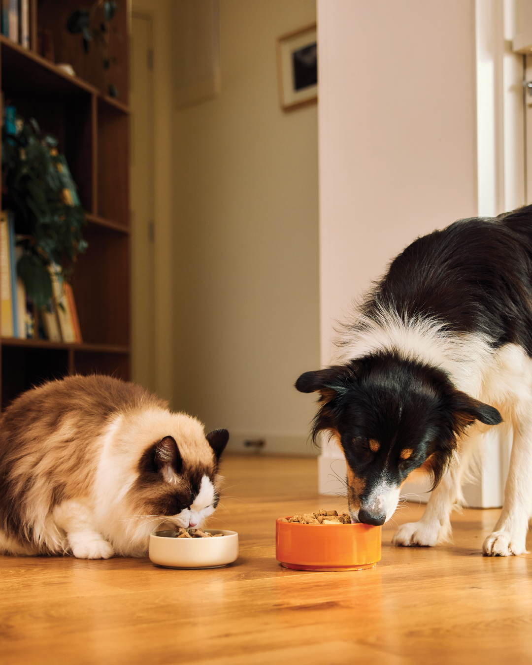 Gut Health in Pets: Why Nutrition Matters for Dogs and Cats