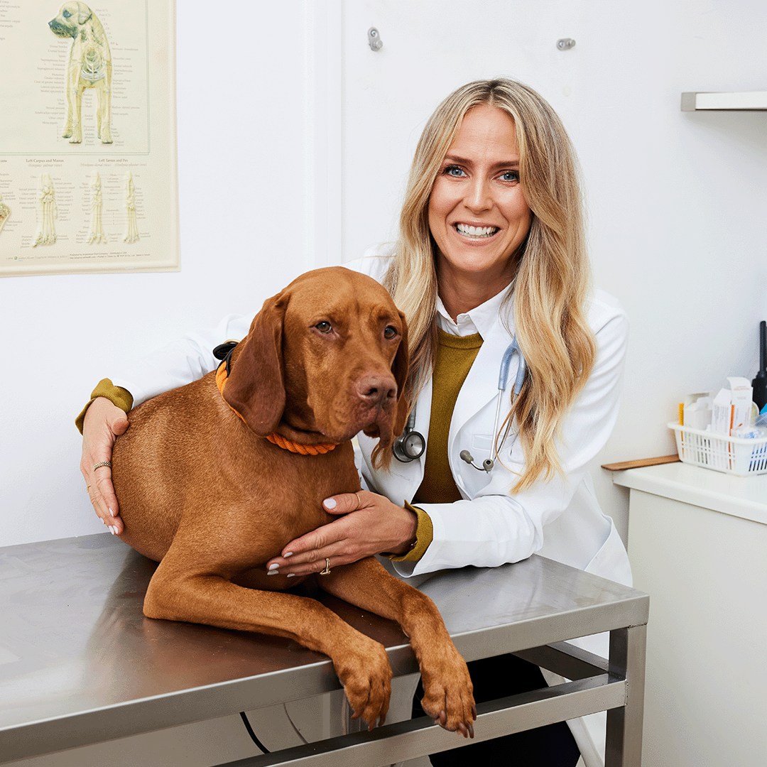 The Instinctive Diet: What Should I Be Feeding My Dog?
