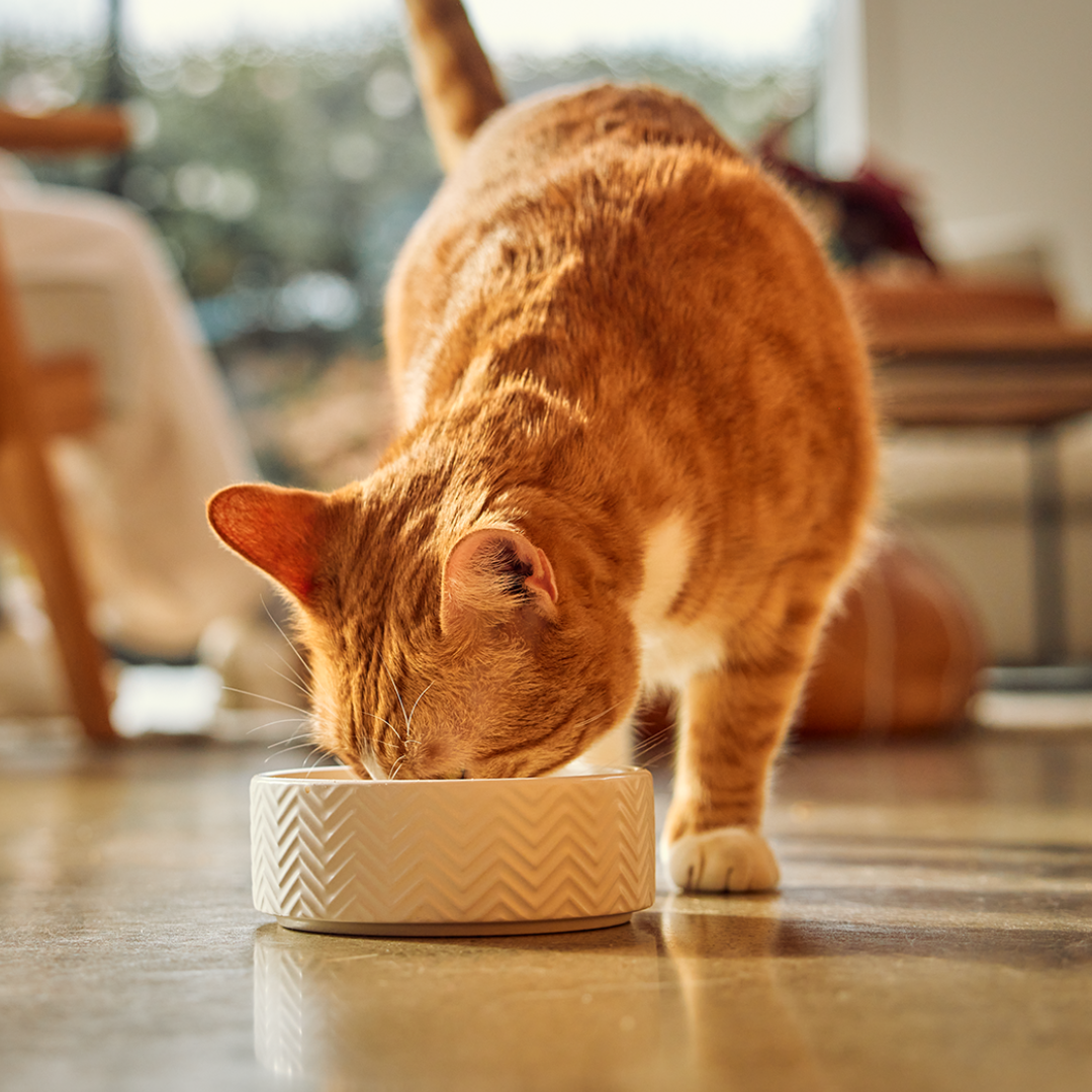 Variety Box Pouches, Cat Food Variety Box Pouches, Cat Food