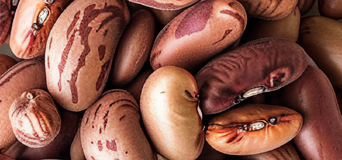 Pinto Beans