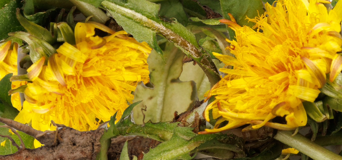 Dandelion Greens